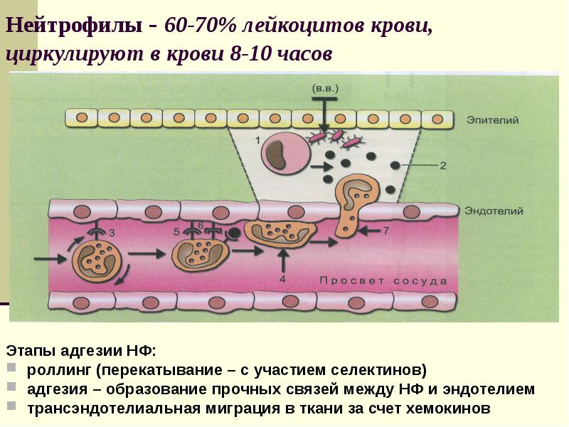 Факторы врожденного иммунитета презентация