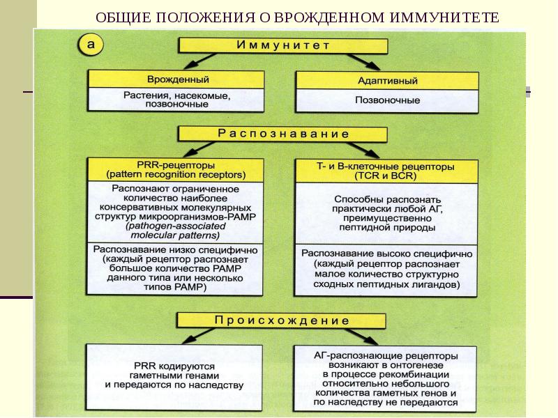 Факторы врожденного иммунитета презентация