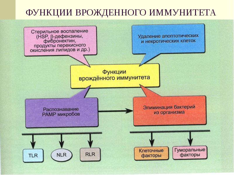 Факторы врожденного иммунитета презентация