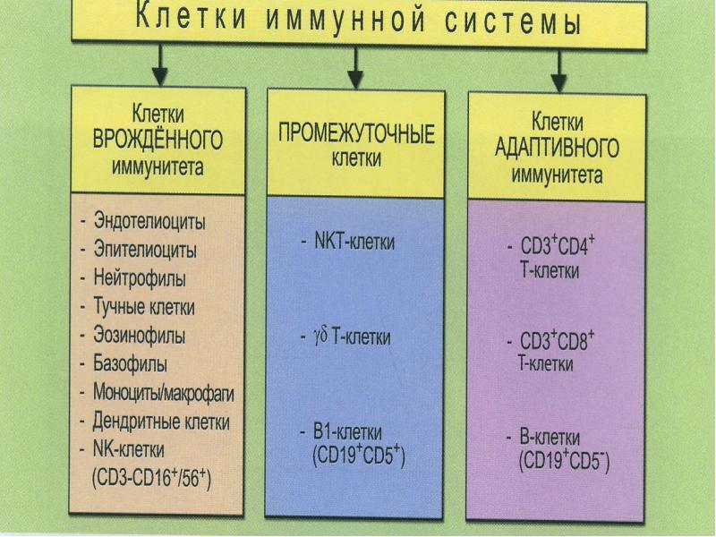 Факторы врожденного иммунитета презентация