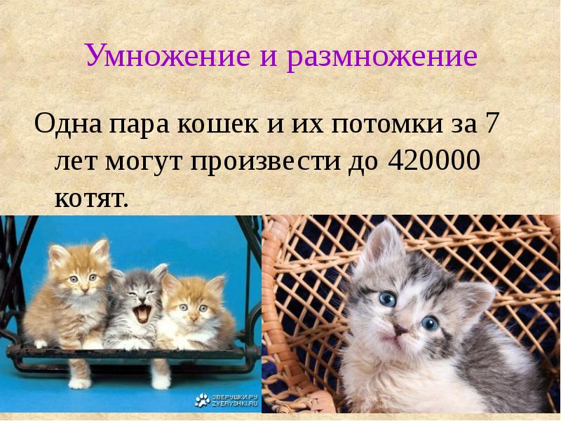 Проект о кошках 6 класс