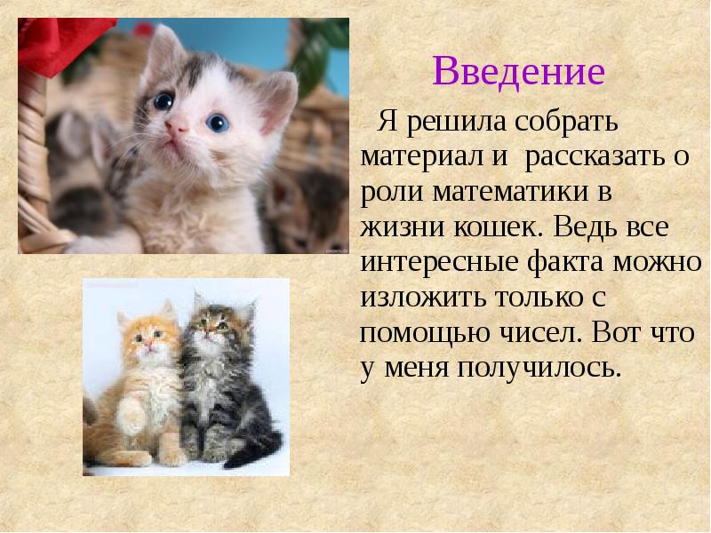 Какая про кота. Математика в жизни кошки. Котята для презентации. Проект на тему математика в жизни кошки. Презентация мой котенок.