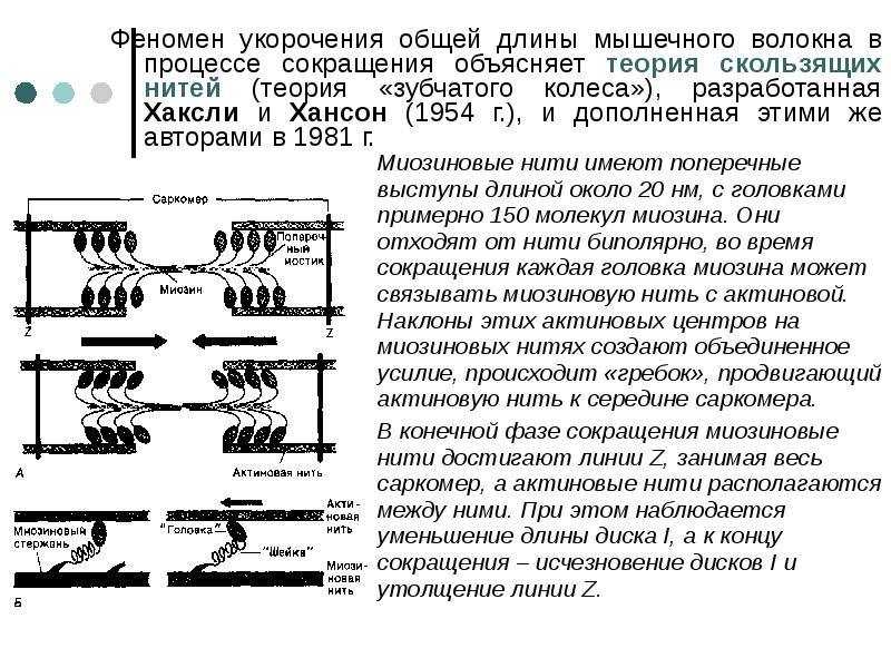 Презентация механизм сокращения мышечного волокна т система мышечного волокна