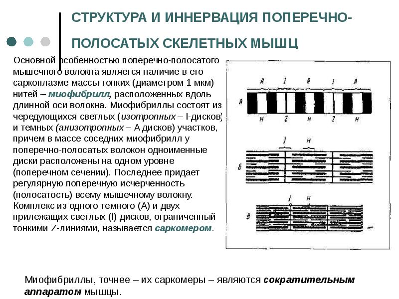 Презентация механизм мышечного сокращения