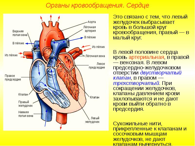 Какой цифрой на рисунке обозначен клапан между правым желудочком и легочной артерией