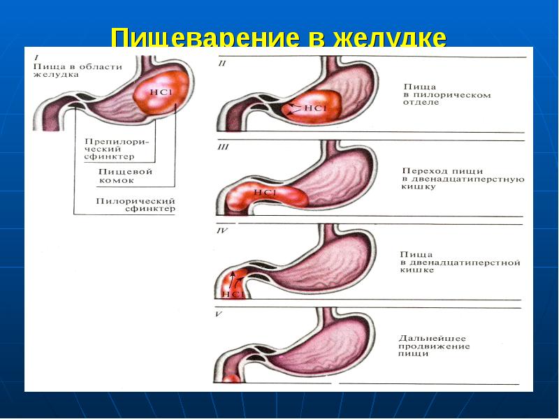 Пищеварение в желудке