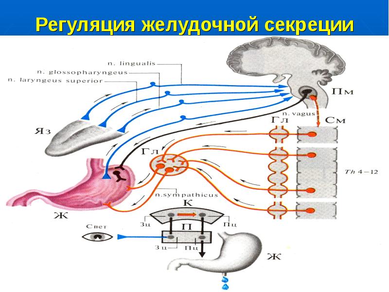 Регуляция кишечного сока