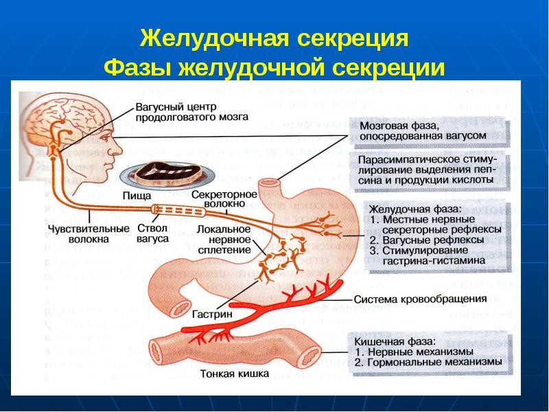 Регуляция пищеварения 8 класс презентация