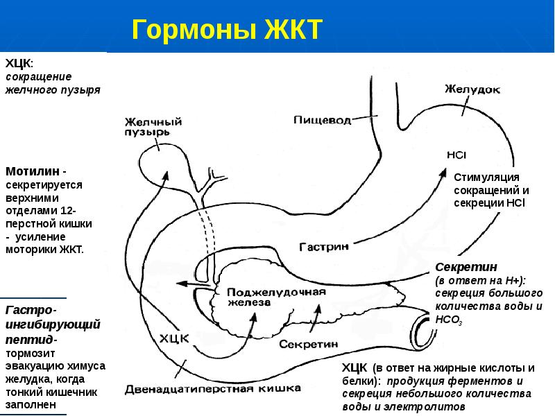 Какой орган пищеварения на рисунке обозначен буквой а