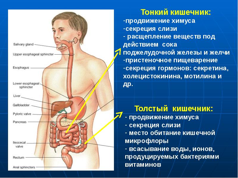 Анатомия и физиология кишечника презентация