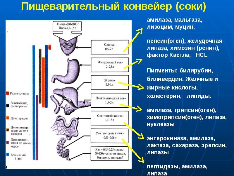 Физиология жкт презентация