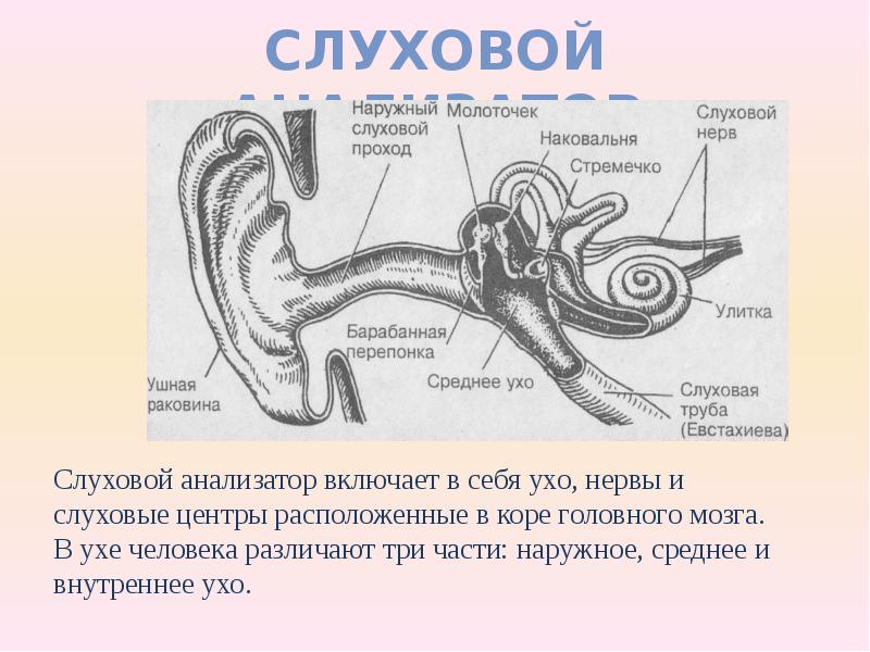 Тест по биологии 8 класс слуховой анализатор