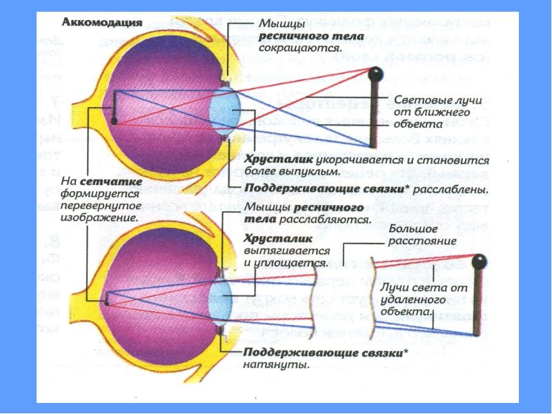 Схема аккомодационного рефлекса