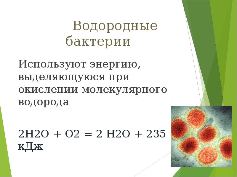 Хемосинтез презентация 10 класс профильный уровень