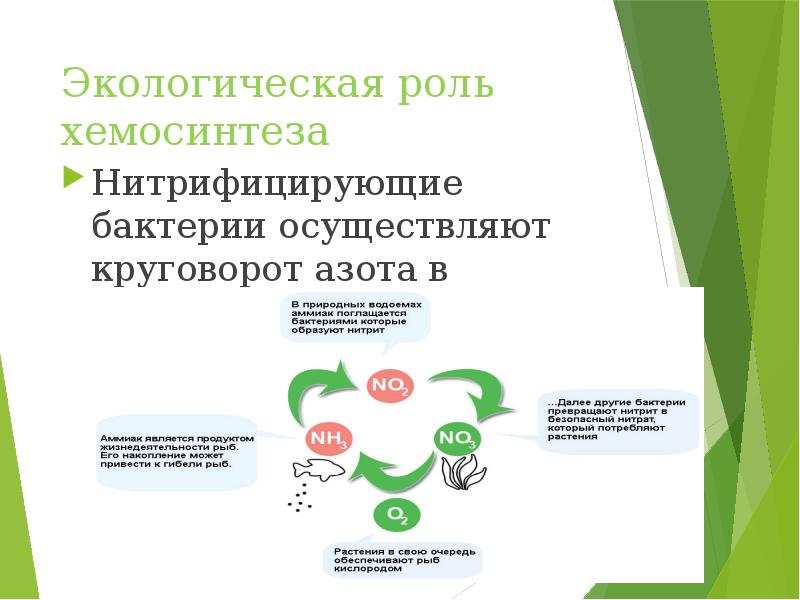 Экологическая роль. Хемосинтез нитрифицирующих бактерий. Экологическая роль хемосинтеза. Роль нитрифицирующих бактерий. Экологическая роль нитрифицирующих бактерий.