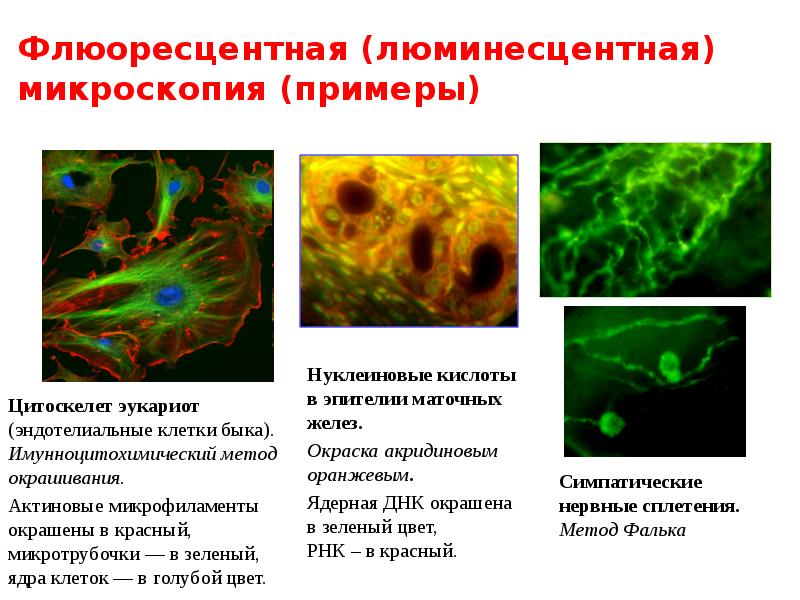 Люминесцентная микроскопия картинки