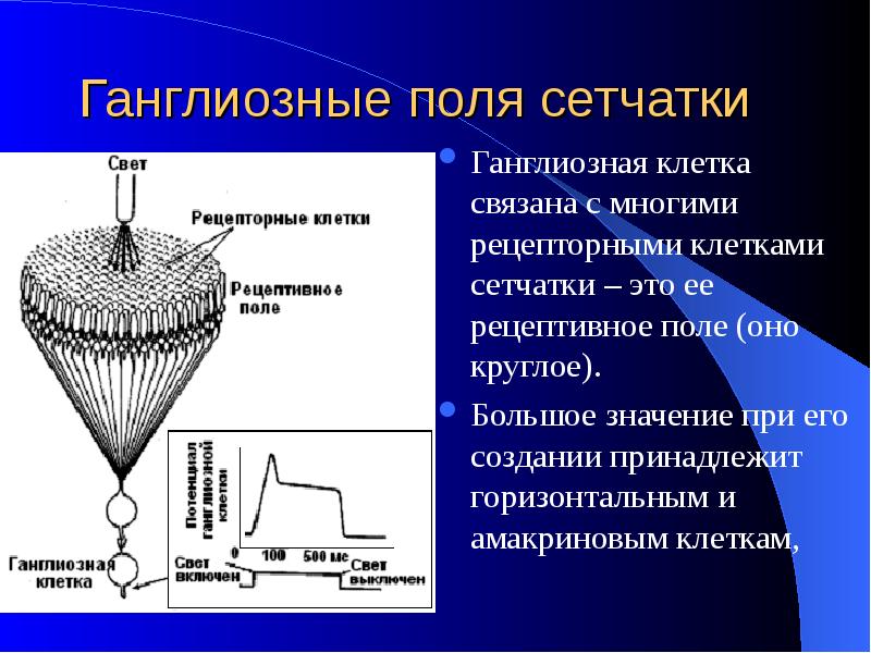 Рецептивное поле