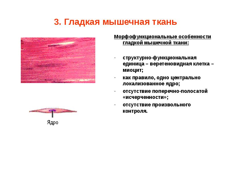 Гладкая мышечная ткань особенности строения