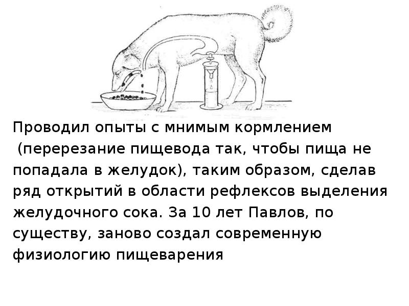 Данный опыт. Опыты и.п. Павлова с мнимым кормлением. Опыт мнимого кормления Павлова. Опыт с мнимым кормлением. Мнимое кормление.