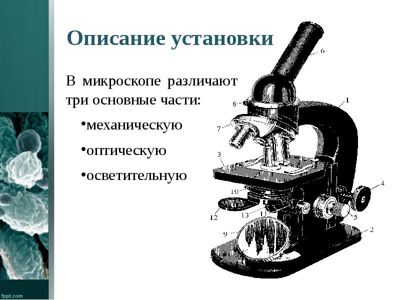 Чем световой микроскоп отличается от светового