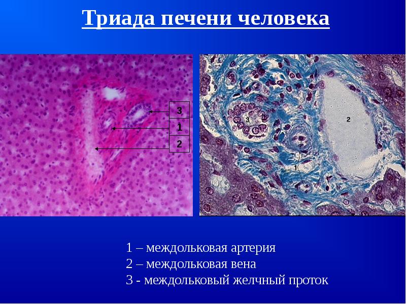 Печень гистология