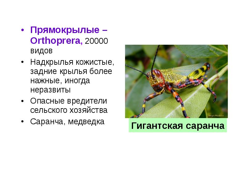 Характеристики отряда насекомых прямокрылые