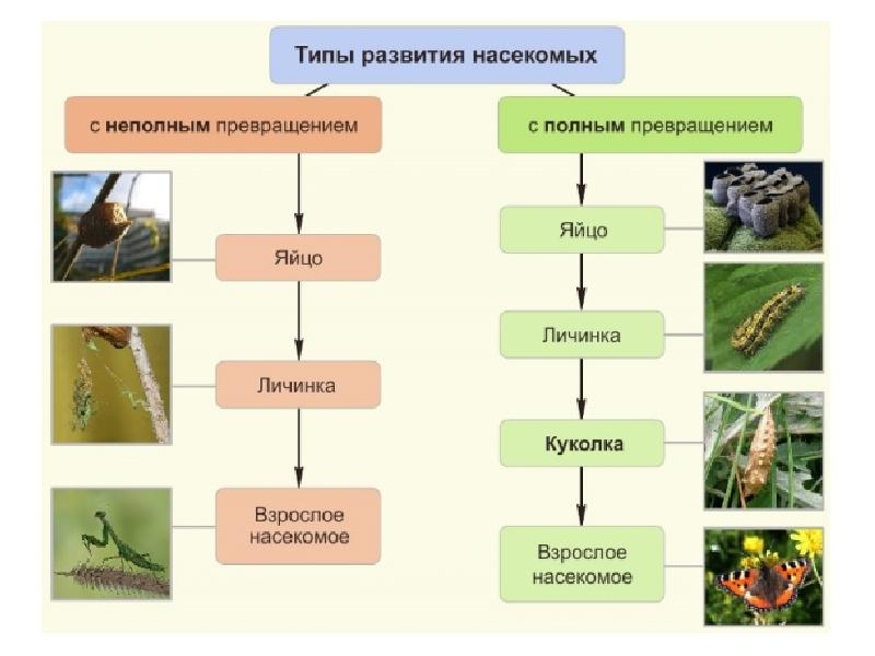 В чем заключается преимущество развития метаморфозом. Схема развития насекомых с неполным превращением. Постэмбриональное развитие прямое Непрямое метаморфоз. Типы развития насекомых прямое и Непрямое таблица. Схема постэмбрионального развития насекомого.