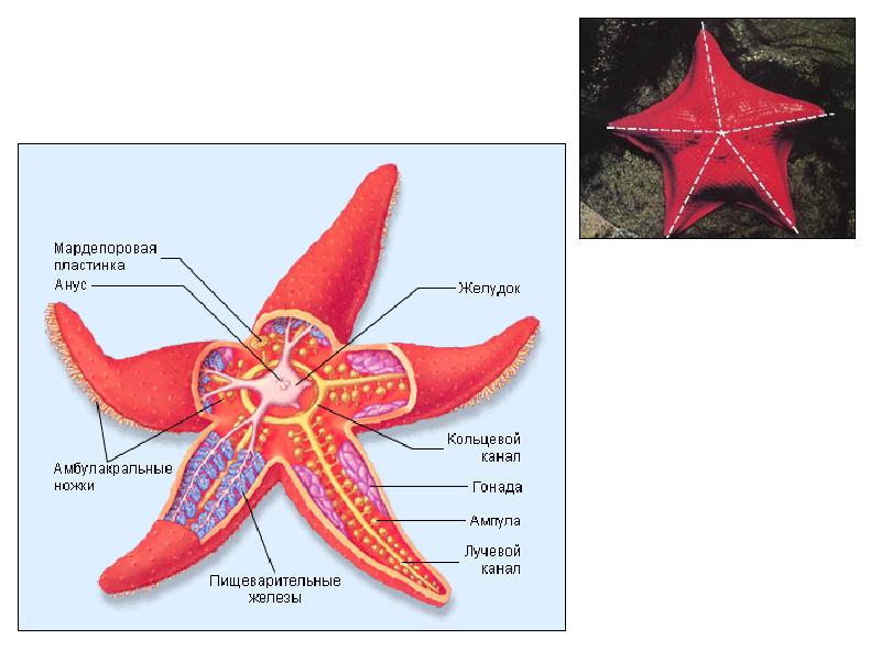Схема строения амбулакральной системы иглокожих - 91 фото