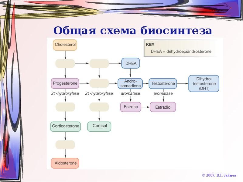 Гормоны биохимия презентация