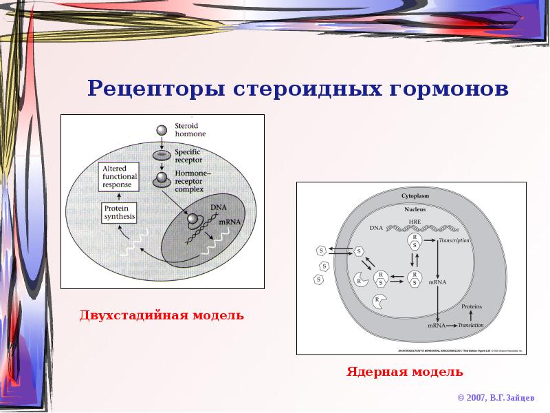 Стероидные гормоны биохимия презентация