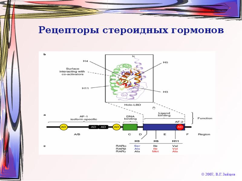 Стероидные гормоны биохимия презентация