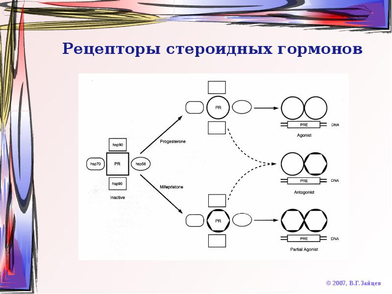 Схема стероидных гормонов