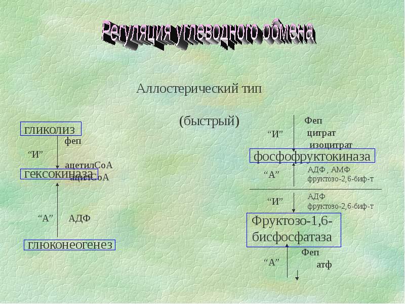 Гликолиз это. Регуляция фосфофруктокиназы. Фосфофруктокиназа гликолиз. Фосфофруктокиназа аллостерическая регуляция. Гексокиназа аллостерическая регуляция.