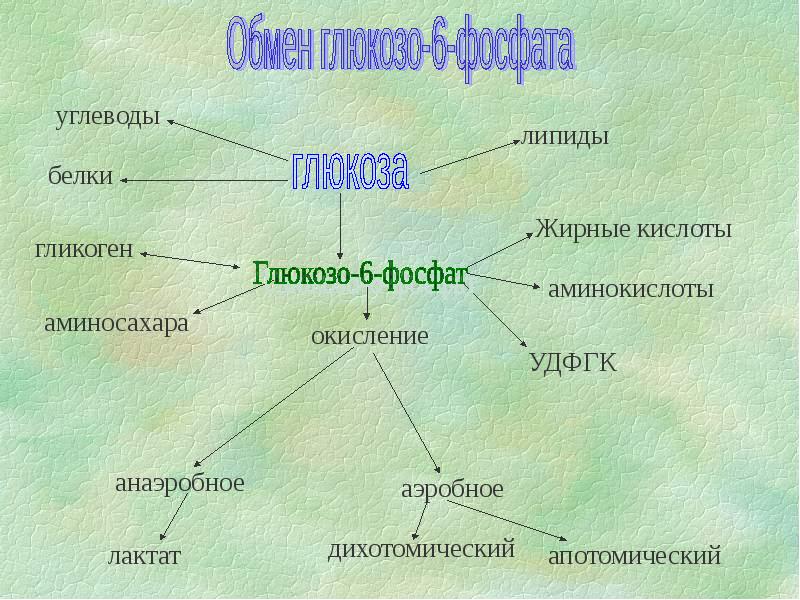 Белки жиры углеводы кислоты. Белки липиды углеводы. Функции белков липидов и углеводов таблица. Углеводы и липиды. Функции белков углеводов и липидов.