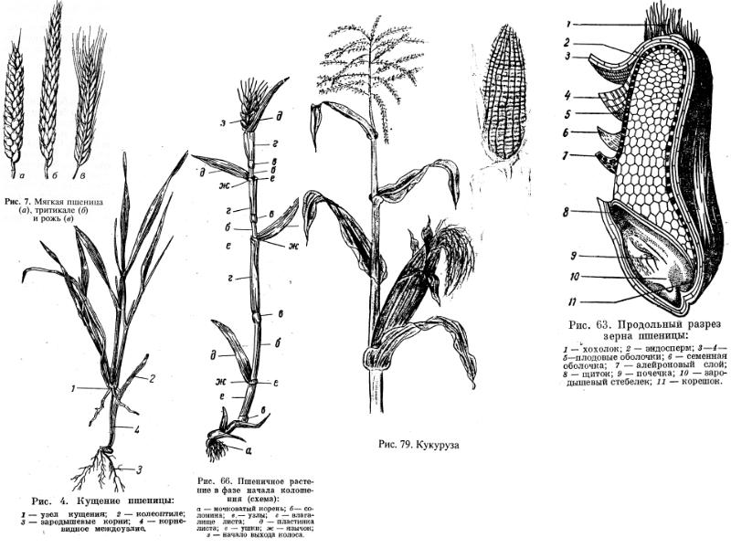 Строение пшеницы рисунок