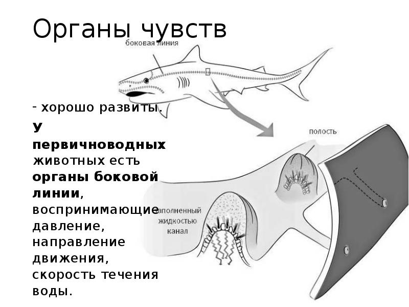Органы боковой линии у каких рыб. Нервная система акулы схема. Боковая линия у хрящевых рыб. Хрящевые рыбы системы органов. Строение нервной системы хрящевых рыб.