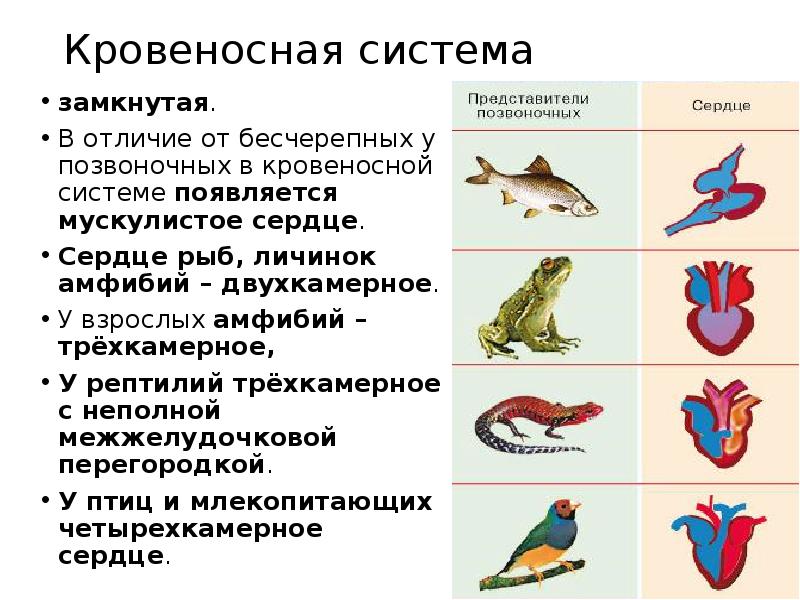 Прогрессивными характеристиками птиц в сравнении с рептилиями. Пресмыкающиеся строение дыхательной системы. Строение дыхательной системы хордовых. Кровеносная система земноводных 7 класс. Сердце рыб амфибий рептилий.