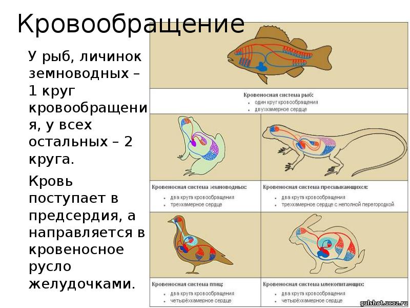 Пресмыкающихся земноводных рыб птиц. Два круга кровообращения имеют. Кровеносная система рыб земноводных пресмыкающихся Эволюция. У кого 2 круга кровообращения. У земноводных 1 круг кровообращения.