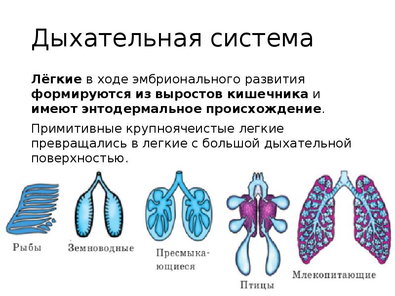 Нарисовать живых организмов с разными типами дыхания