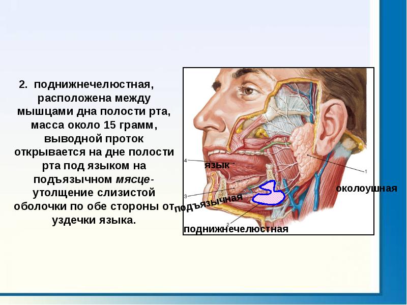 Мышцы образующие полость рта. Поднижнечелюстная расположена. Топография дна полости рта.