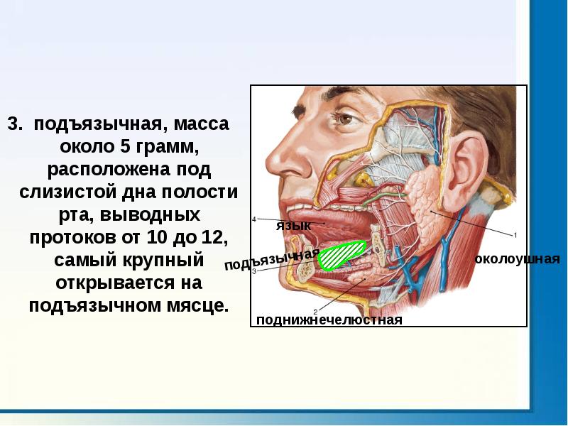 Под расположена. Подъязычная складка анатомия. Воспаление подъязычного мясца. Подъязычная слизистая. Подъязычная железа граничит.