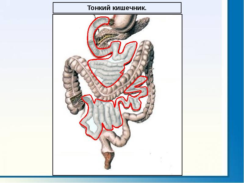 Анатомия и физиология кишечника презентация