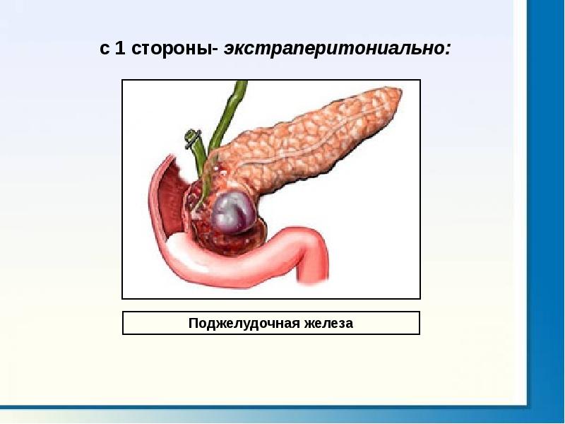 Физиология пищеварения презентация