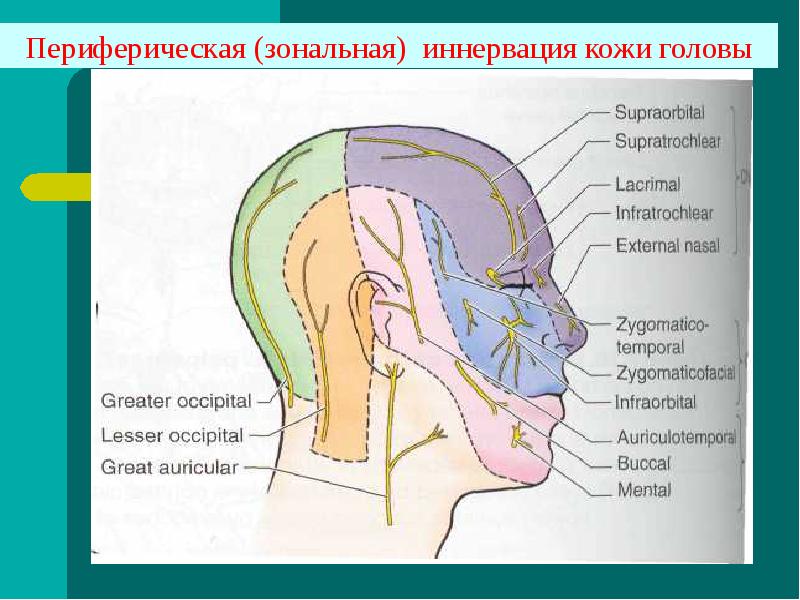 Клиническая анатомия головы презентация