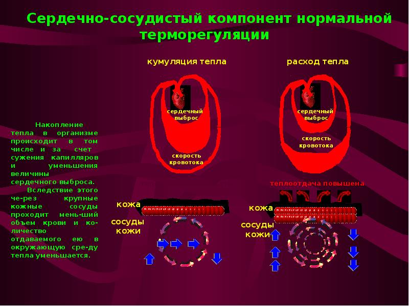 Презентация патология терморегуляции лихорадка