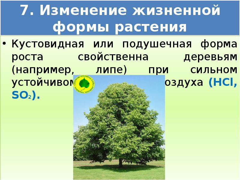 Какую жизненную форму имеет. Жизненная форма липы. Жизненная форма это в экологии. Липа сердцевидная жизненная форма. Жизненная форма липы дерева.