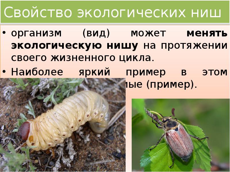 среда обитания растений. экологические факторы. экологические характеристики организмов. оргазизмы среды обитания. экологические характеристики организмов.