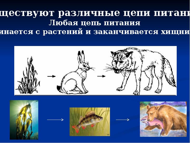 Животное живое существо схема 1 класс