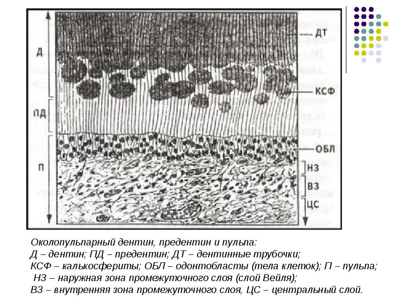 Гистология схема зуба