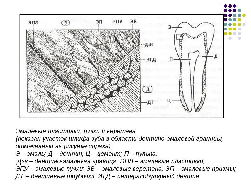 Схема строения зуба гистология